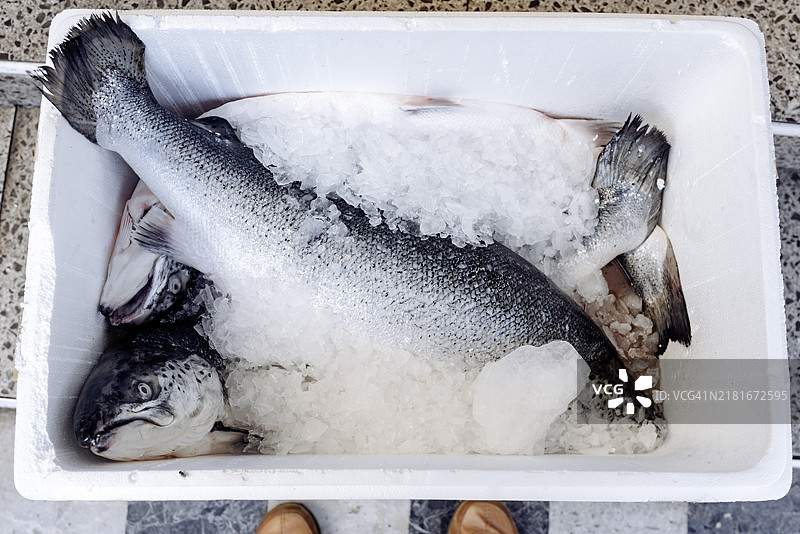 新鲜送达的冰镇三文鱼供餐厅使用图片素材