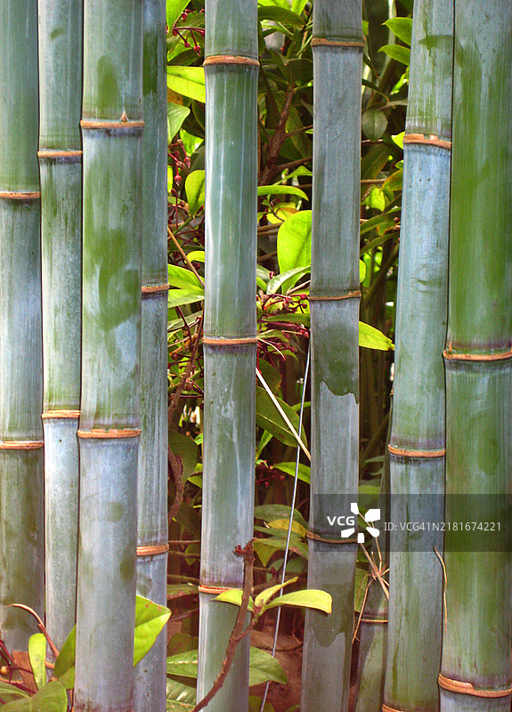 竹子图片素材