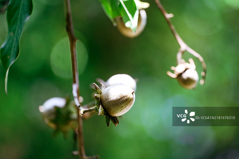 越南北方阳光下的大花紫薇果实图片素材