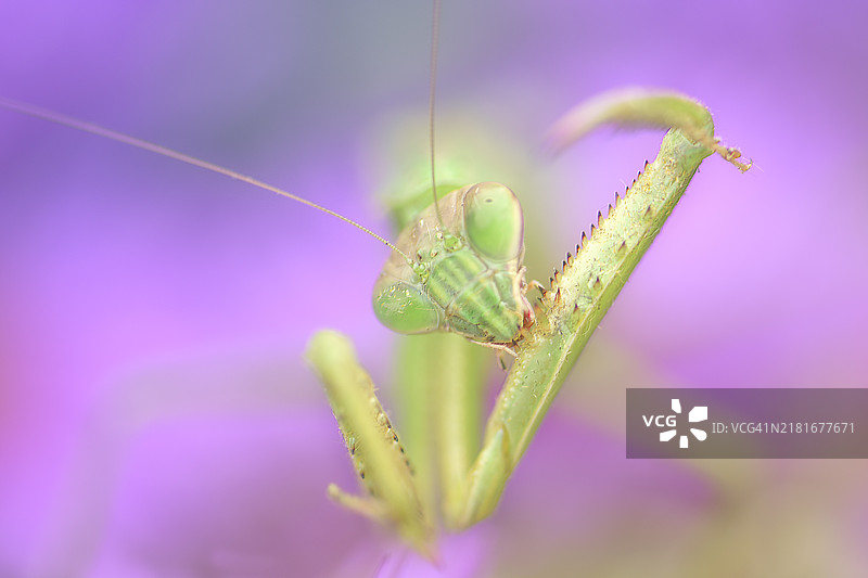 在宾夕法尼亚州， praying mantis 在柔和的粉色花朵上舔腿图片素材