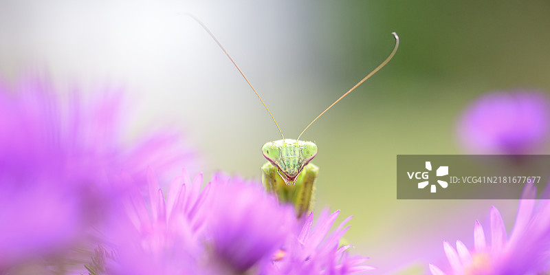 可爱的螳螂藏在宾夕法尼亚的粉色紫菀花中图片素材