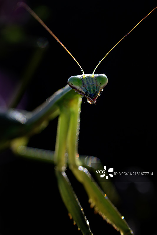 粉色背景下的螳螂肖像图片素材