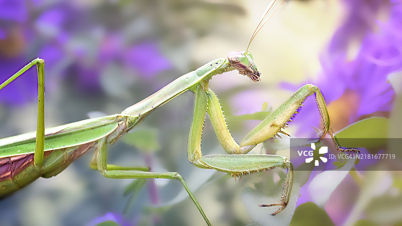 宾夕法尼亚花园中行走的螳螂与花朵相映成趣图片素材