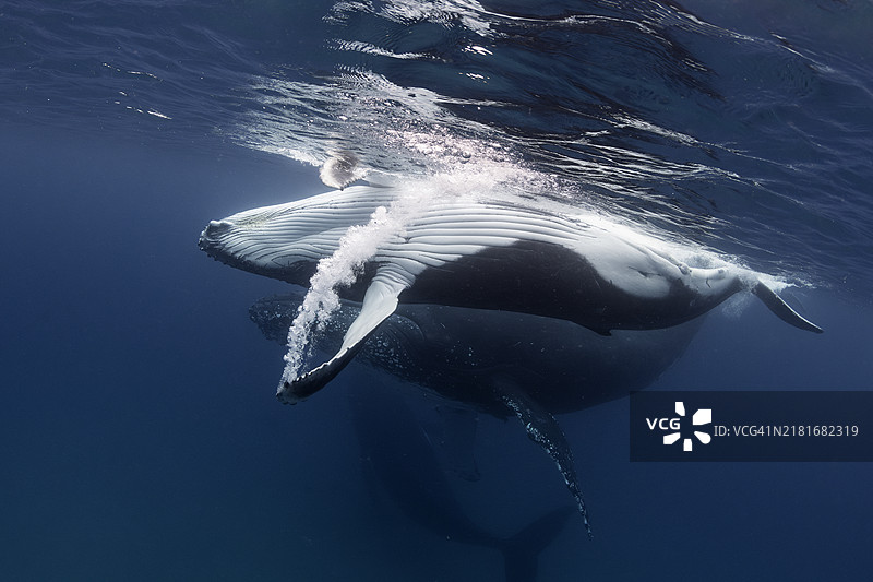 座头鲸幼崽在表演。图片素材