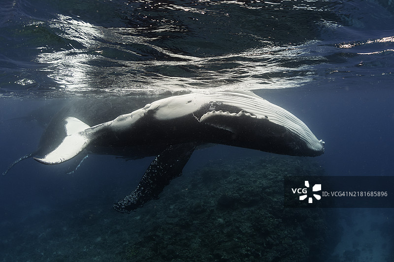 座头鲸幼崽在表演。图片素材
