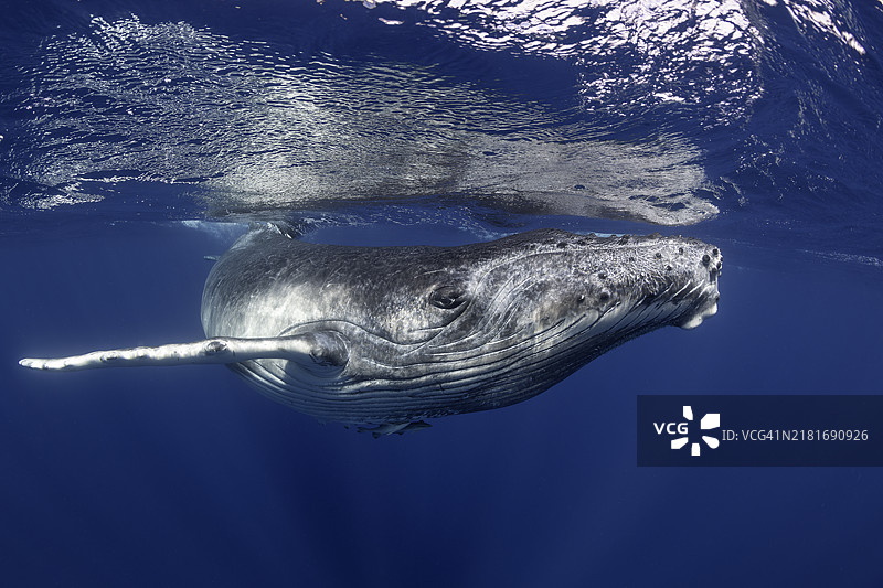 座头鲸在水面游泳。图片素材