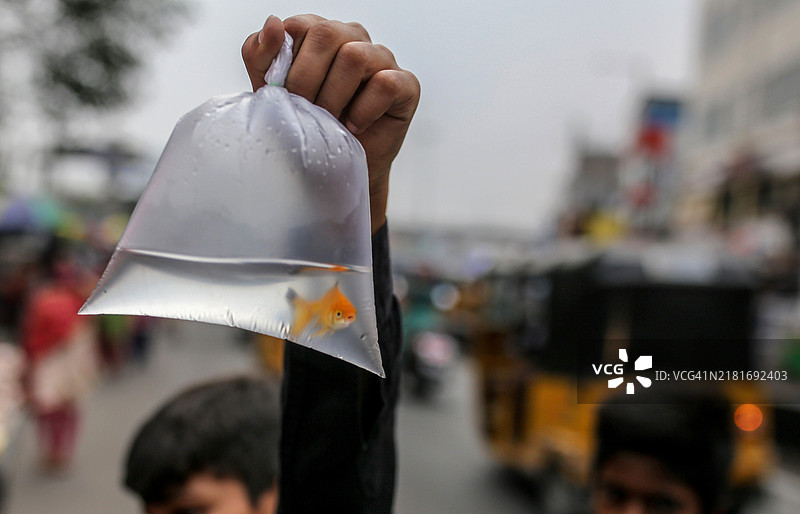 一个装在塑料袋里的金鱼图片素材