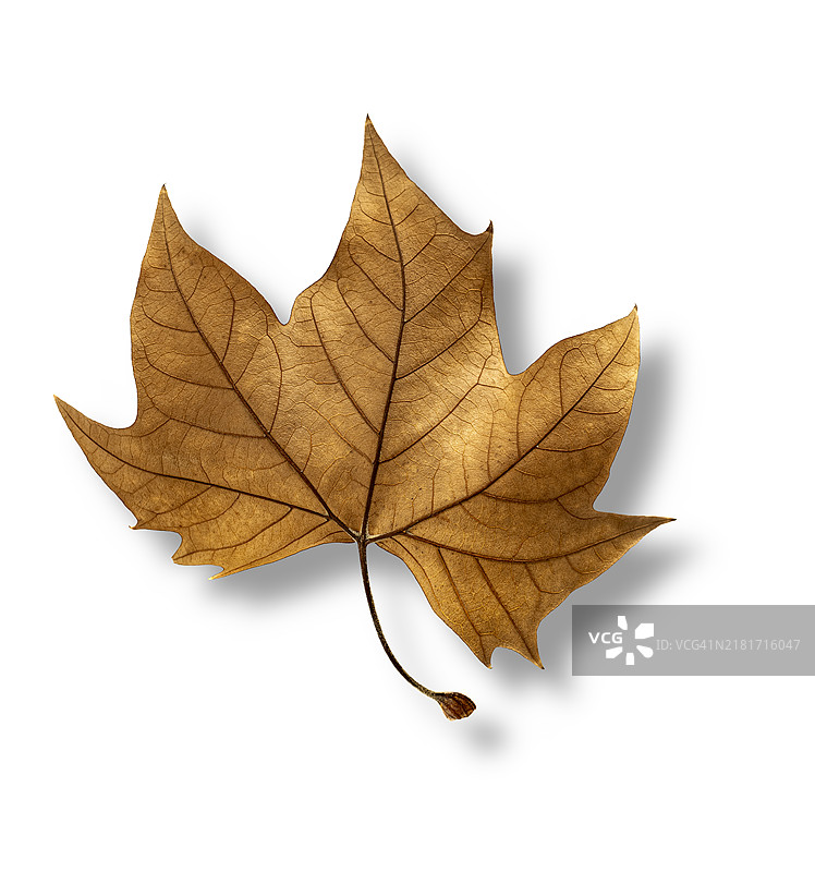 白色背景上秋季干燥枫叶的特写，带小阴影图片素材