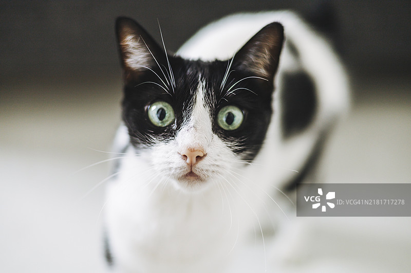 绿眼睛黑白猫在室内探索图片素材