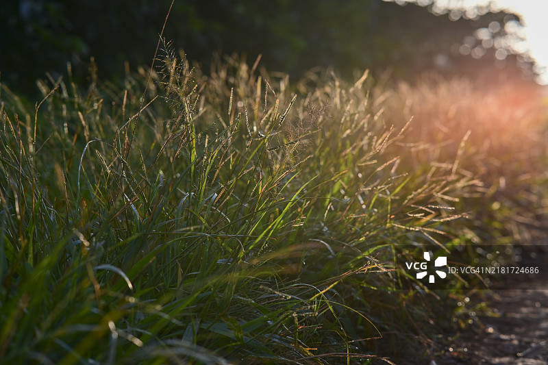 美丽的晨光和光晕中的野草图片素材