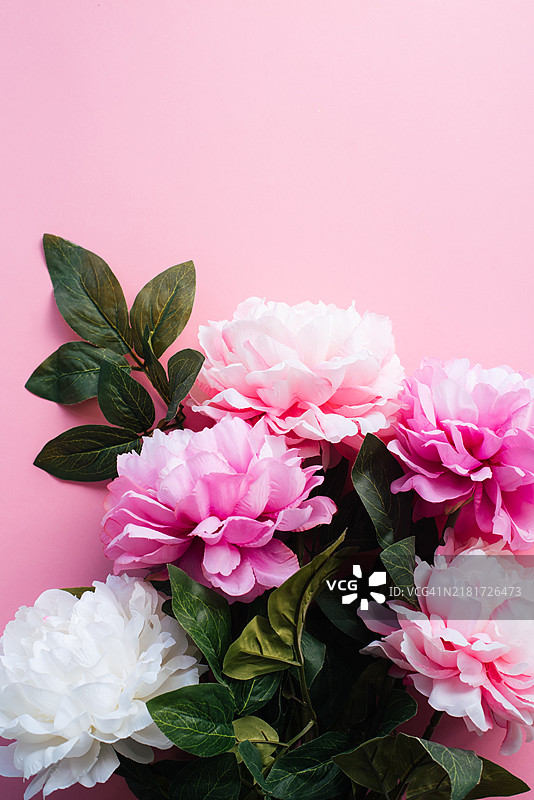 明亮背景上的牡丹花，花卉背景，美丽春日，妇女节，母亲节图片素材