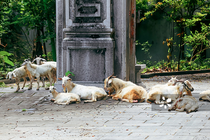 越南宁平华卢古都寺庙前院的白色山羊图片素材