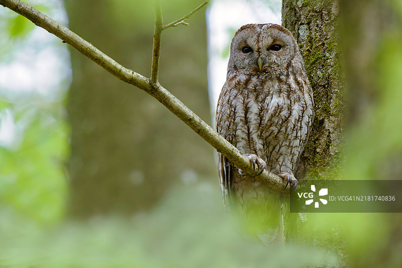 棕色条纹猫头鹰栖息在树枝上肖像图片素材
