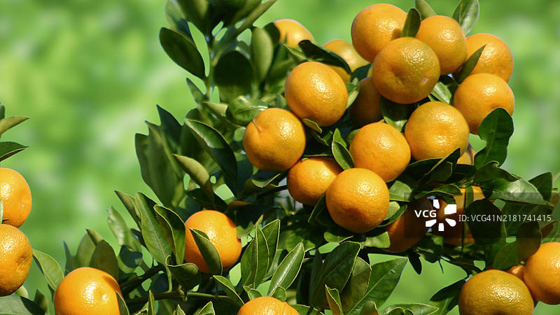 新加坡树上的橙子特写图片素材