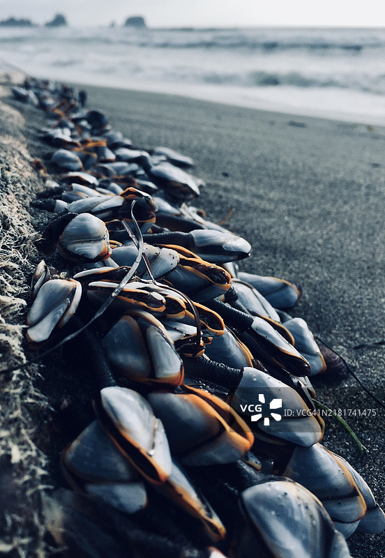 海滩上的贝壳特写，华盛顿州克拉拉姆县，美国图片素材