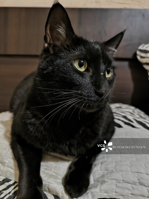 黑猫坐在家里的床上特写镜头图片素材