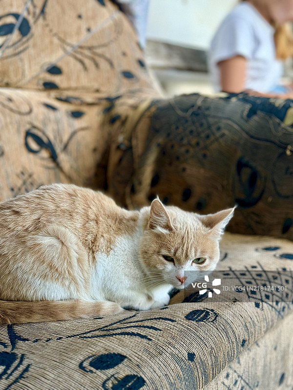 猫咪在沙发上放松的特写镜头图片素材