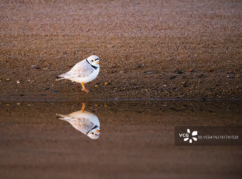 在美国马萨诸塞州普罗温斯敦的凯普科德海滩上，管嘴鹬与其倒影图片素材