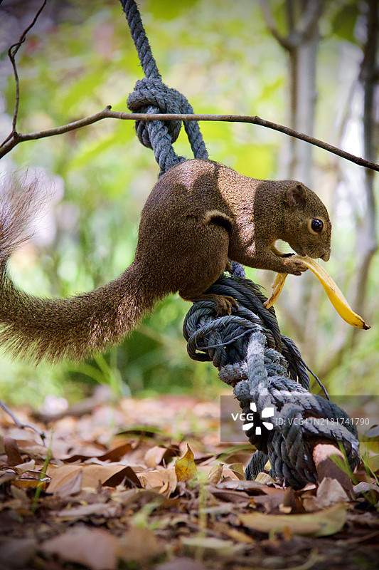 鸟儿栖息在绳子上的特写，新加坡图片素材