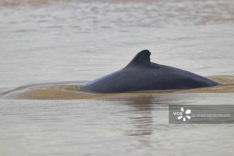 消失的恩典：湄公河最后的海豚一瞥图片素材
