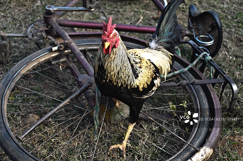 部落印度的斗鸡前的公鸡图片素材