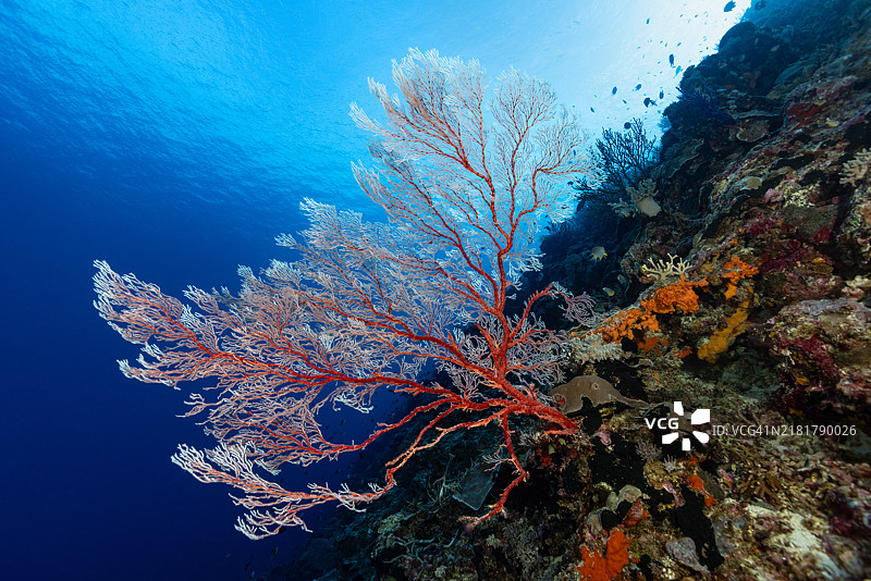 打结的扇珊瑚图片素材