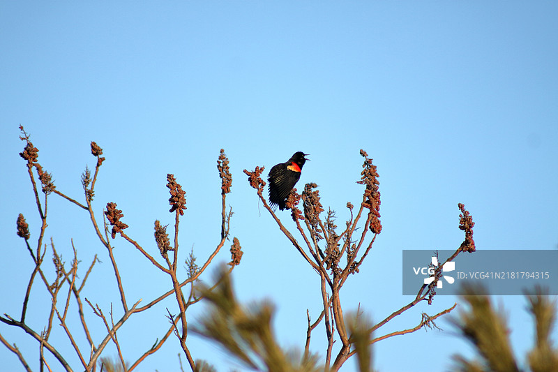 红翅黑鹂图片素材