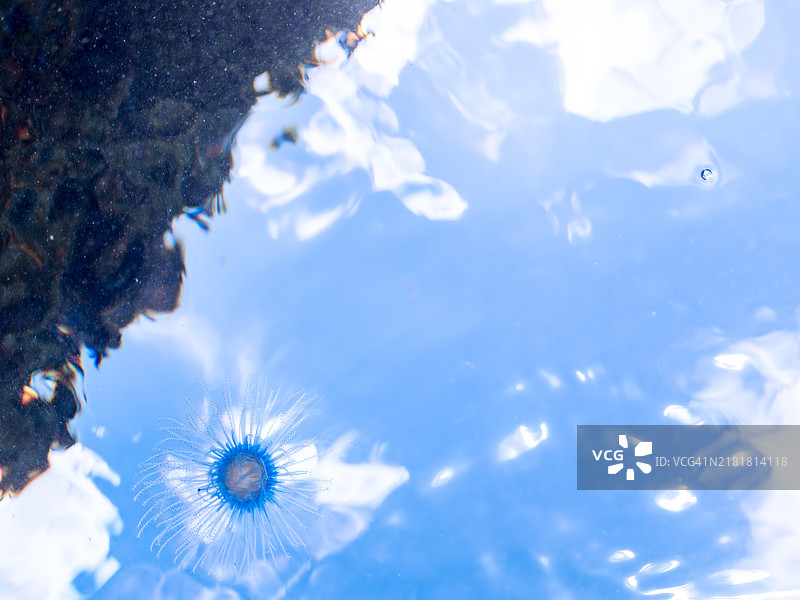 神秘的蓝钮水母图片素材