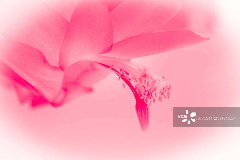 圣诞仙人掌图片素材