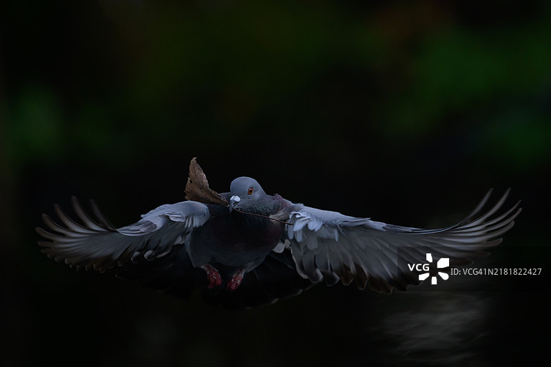 岩鸽携带筑巢材料图片素材