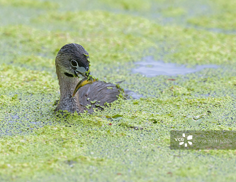 带鱼的斑嘴潜鸟图片素材
