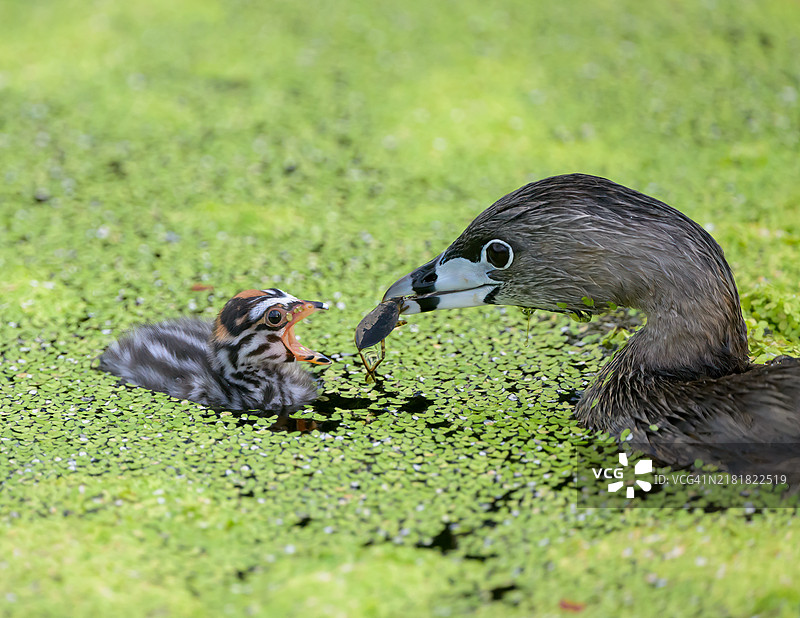 斑嘴潜鸟喂食幼鸟图片素材