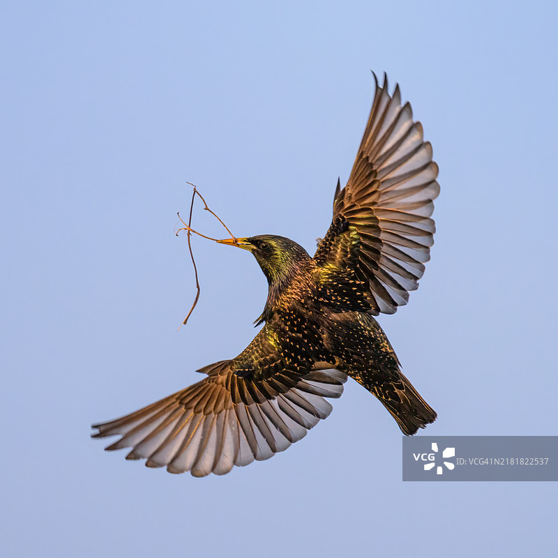 普通椋鸟与筑巢材料图片素材