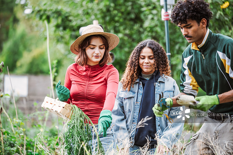 年轻男性和两位年轻女性在社区花园一起工作图片素材