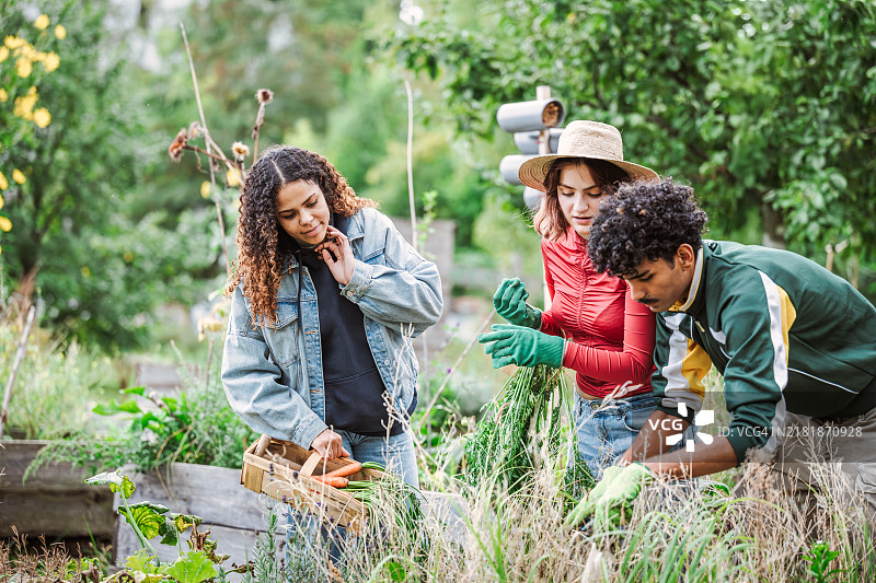 年轻男性和两位年轻女性在社区花园一起工作图片素材
