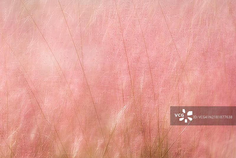 傍晚，公园里的粉色植物梦幻而焦灼。图片素材