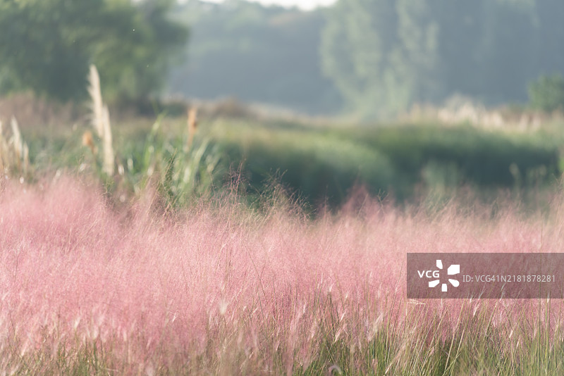傍晚，公园里的粉色植物梦幻而焦灼。图片素材