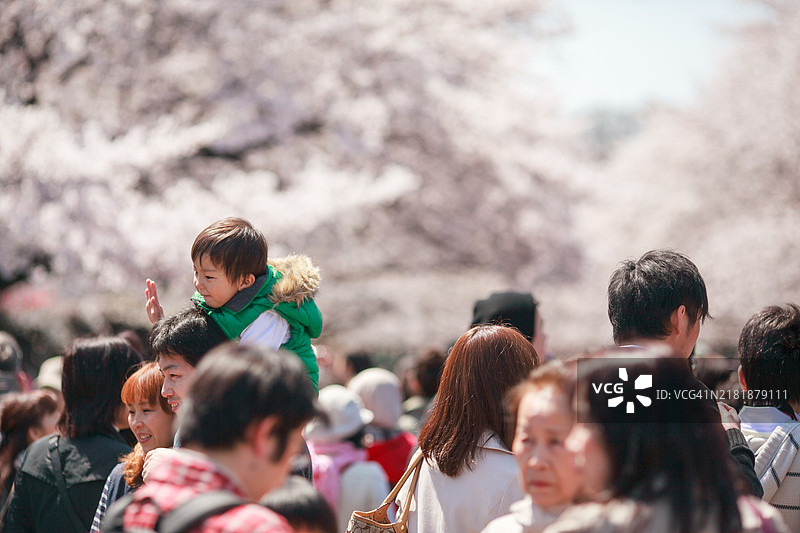 上野公园樱花盛开的氛围图片素材