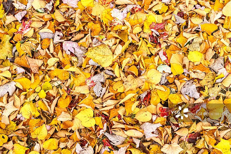 秋天的叶子在地面上图片素材