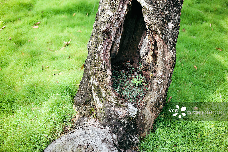 草地上的树洞和树桩高角度视图图片素材