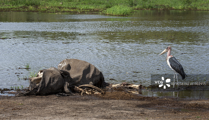 博茨瓦纳。一只马拉布鸛（Leptoptilos Crumeniferus）在乔贝河附近的河马尸体旁。图片素材