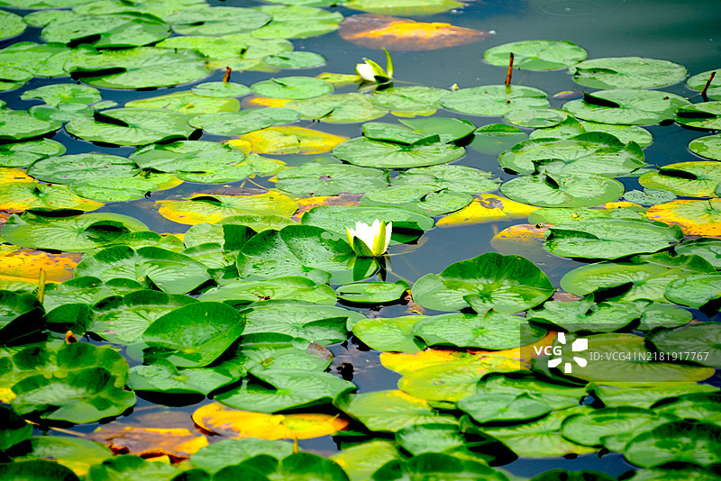 睡莲图片素材