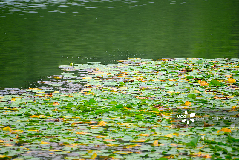 睡莲图片素材