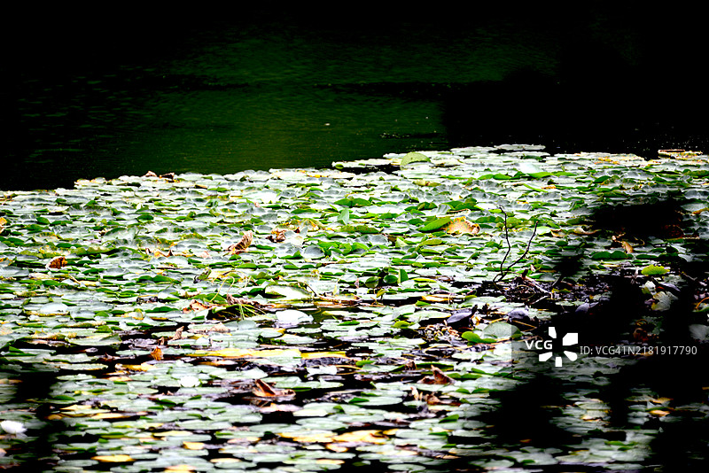 睡莲图片素材