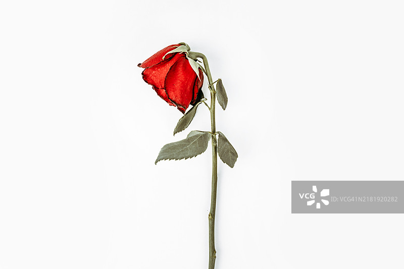 白色背景上的枯萎红玫瑰图片素材