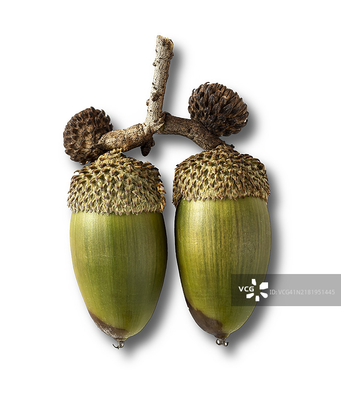 白色背景上的野生绿色橡子图片素材