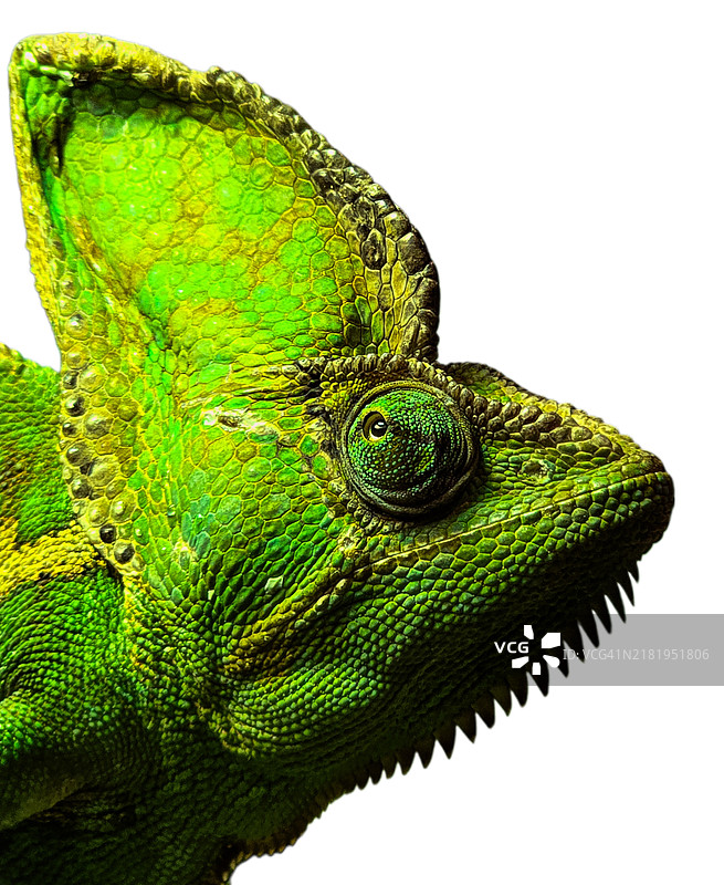 绿色变色龙面部特写图片素材