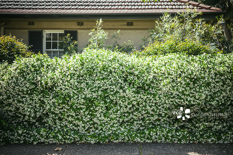 前院的绿色树篱图片素材