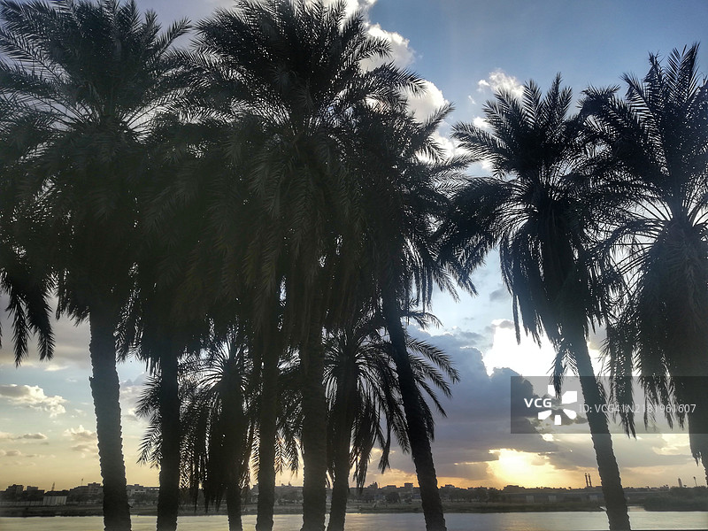 日落时分，埃及海边的棕榈树剪影与天空相映成趣。图片素材