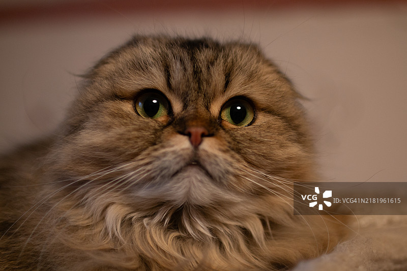 灰色长毛猫直视镜头图片素材